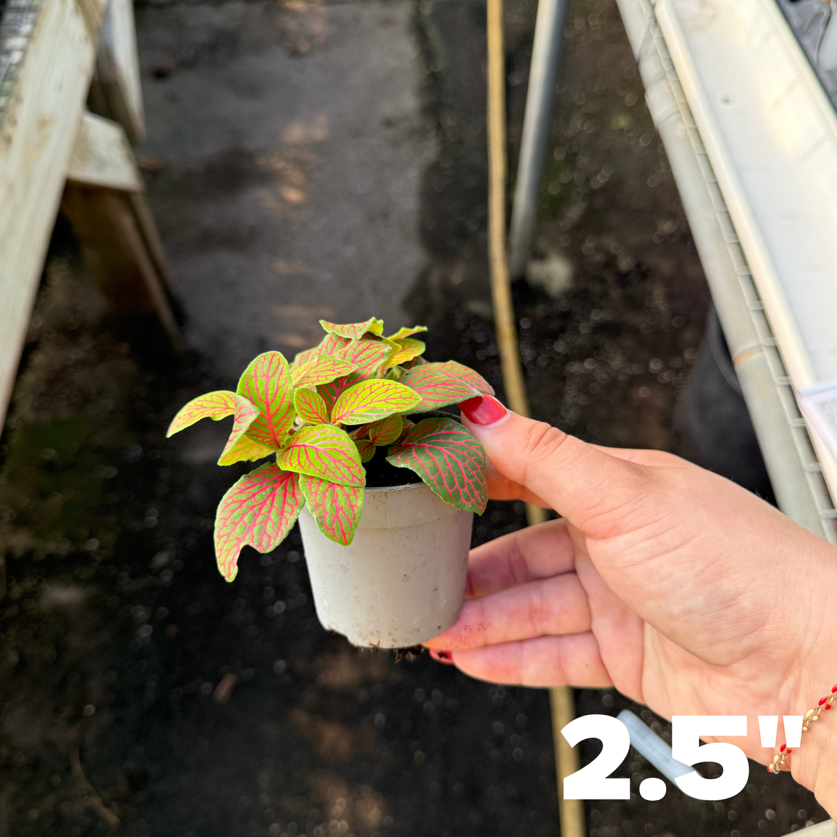 'Skeleton' Fittonia