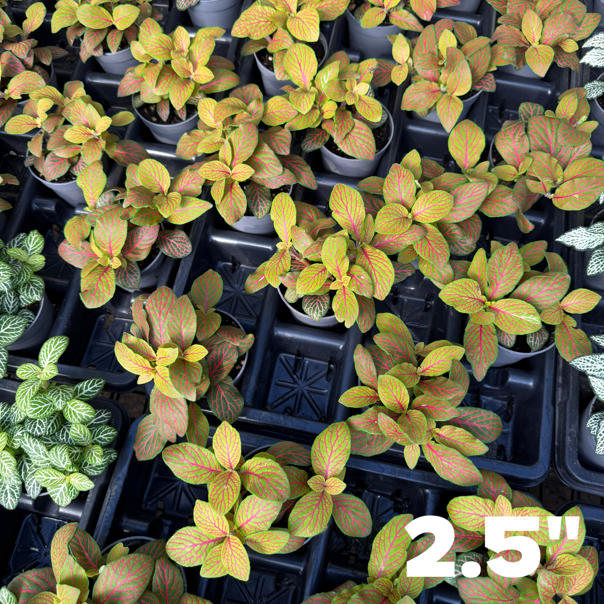 'Skeleton' Fittonia
