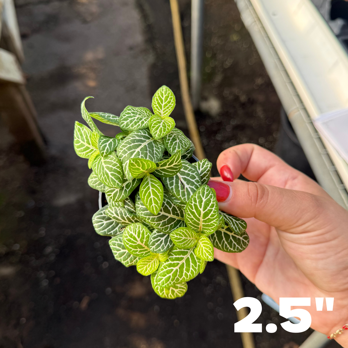 'Jolly Lemon' Fittonia