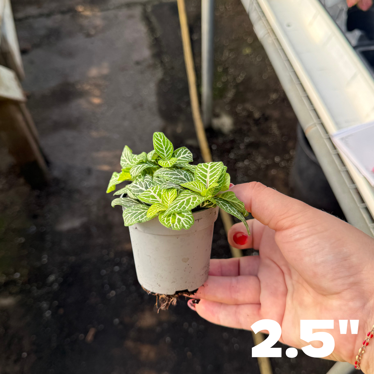 'Jolly Lemon' Fittonia