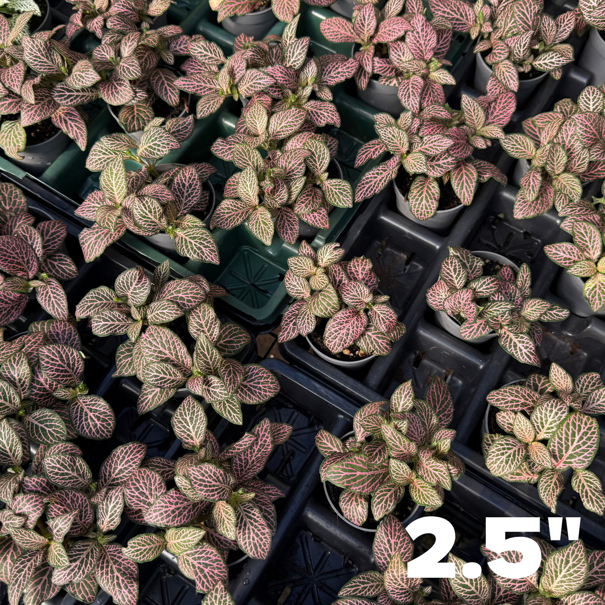 'Mistral' Fittonia