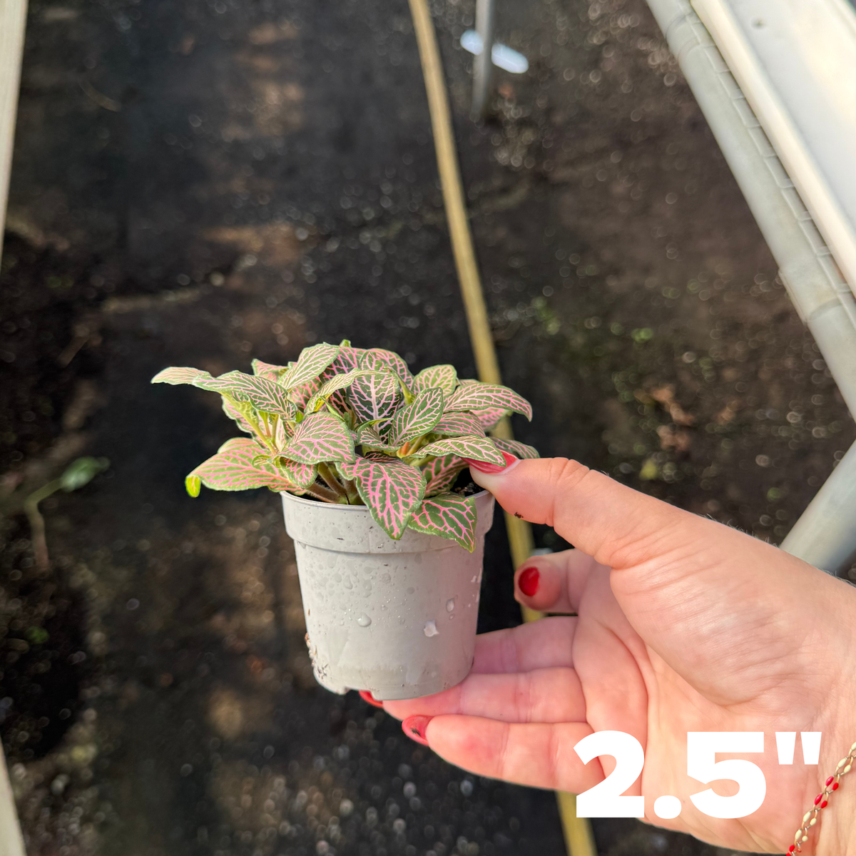 'Mistral' Fittonia