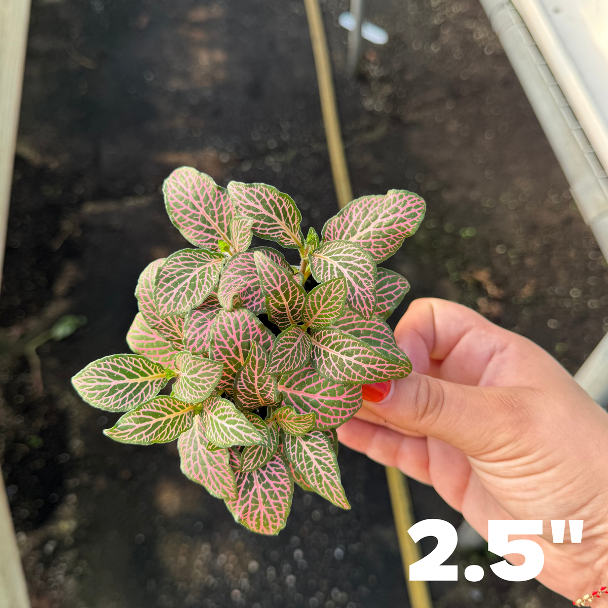 'Mistral' Fittonia