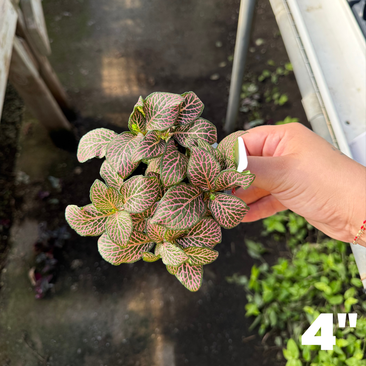 'Mistral' Fittonia