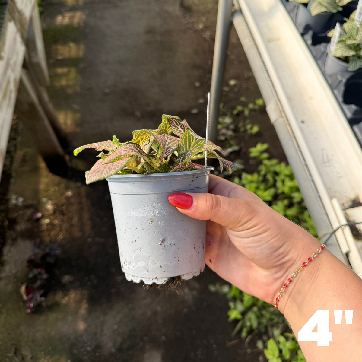 'Mistral' Fittonia