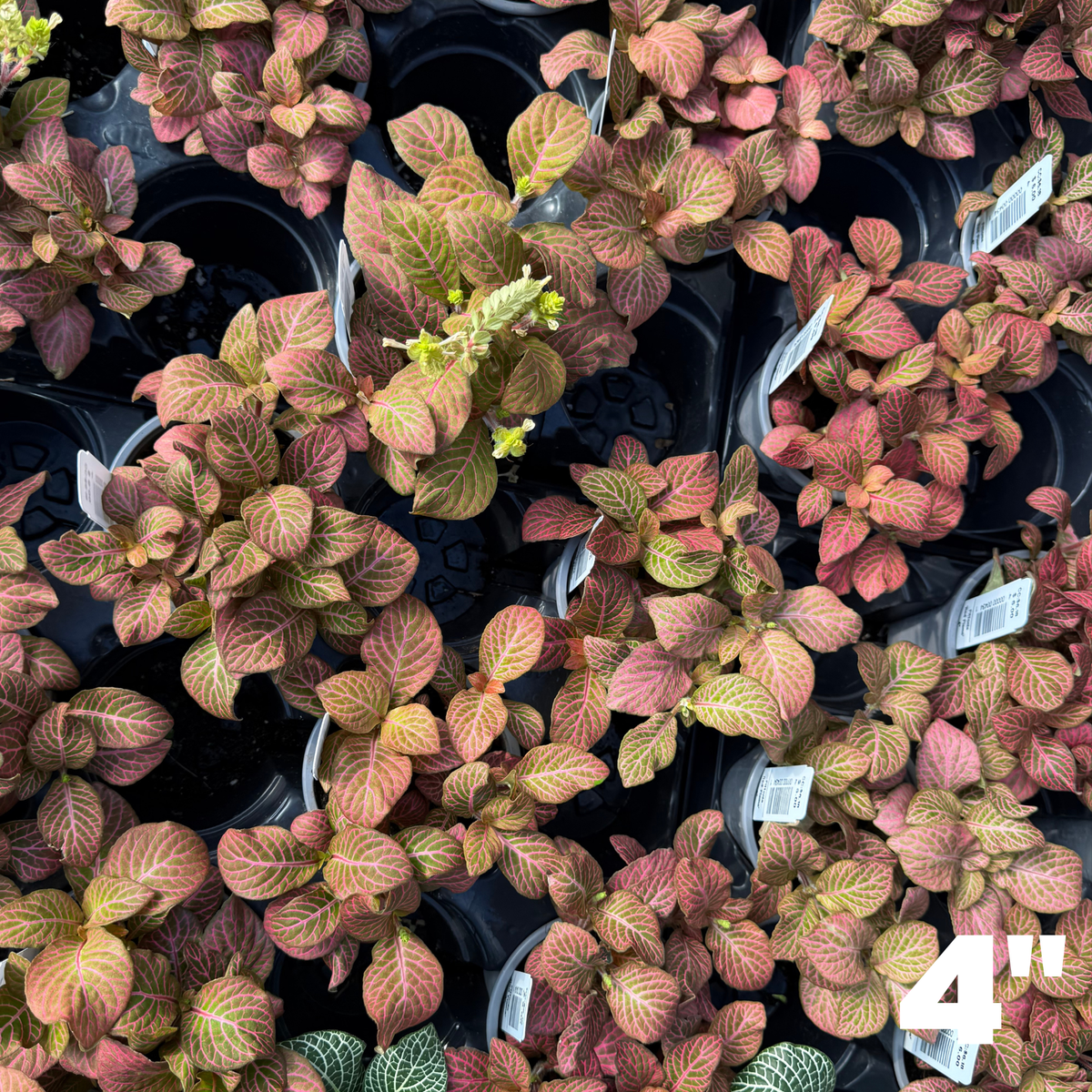 'Red Flame' Fittonia