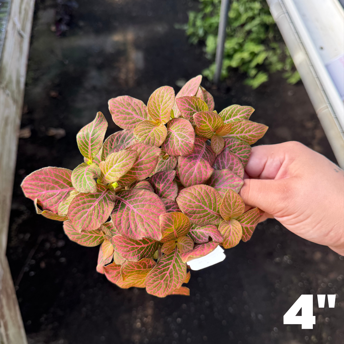 'Red Flame' Fittonia