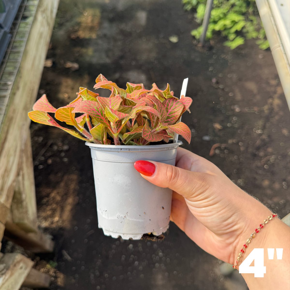 'Red Flame' Fittonia