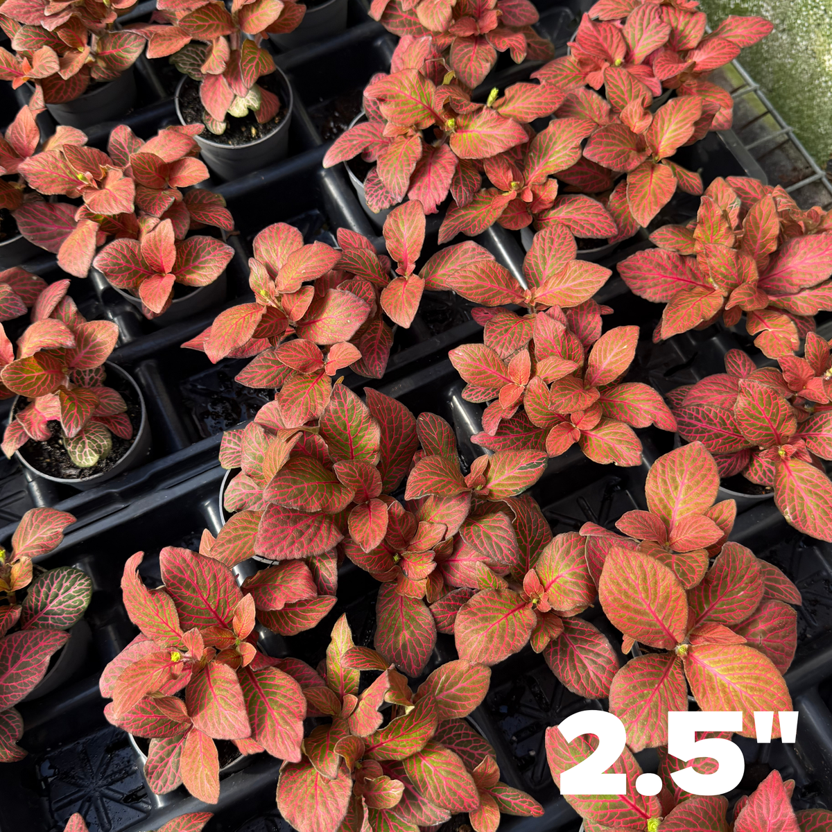 'Red Flame' Fittonia