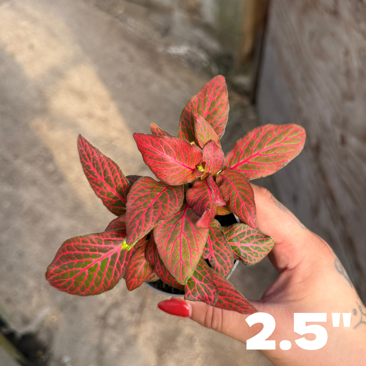 'Red Flame' Fittonia
