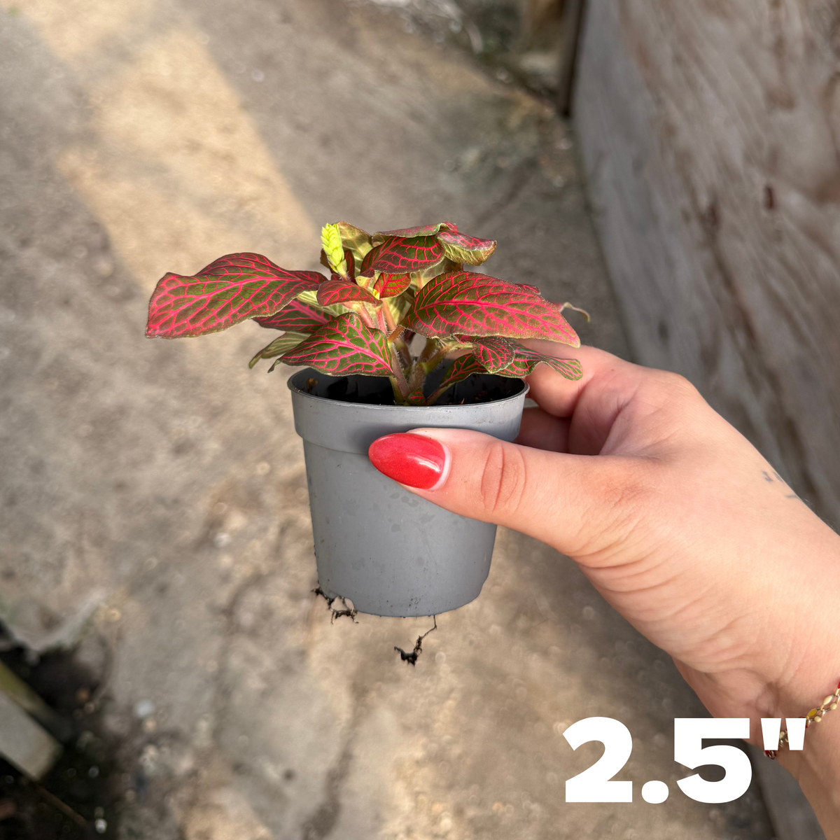 'Red Flame' Fittonia
