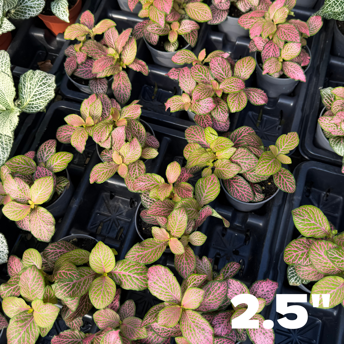 'Zalm Ruby Lime' Fittonia