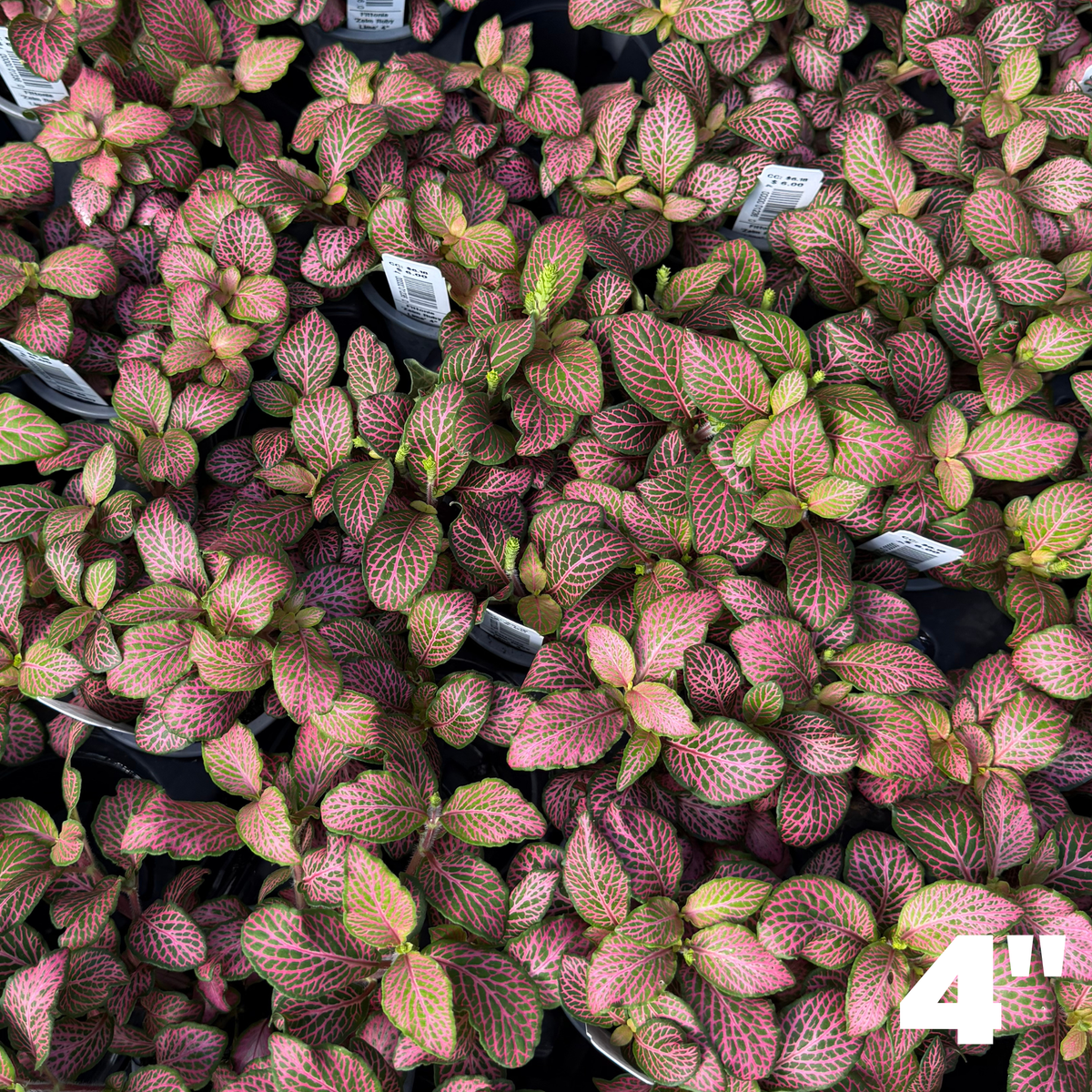 'Zalm Ruby Lime' Fittonia