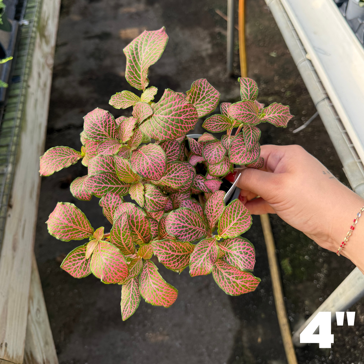'Zalm Ruby Lime' Fittonia