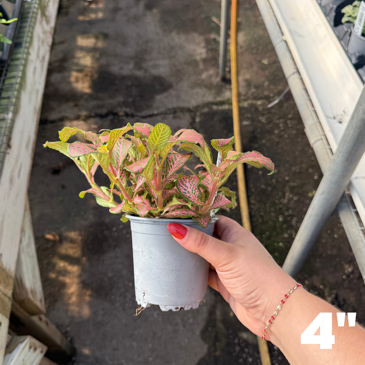 'Zalm Ruby Lime' Fittonia