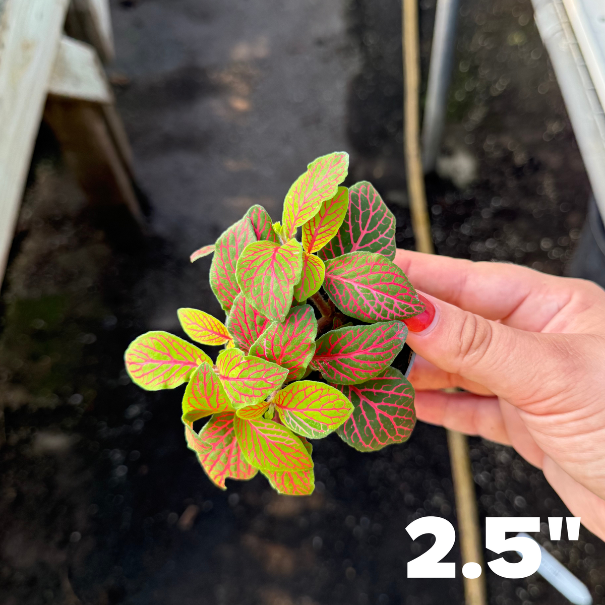 'Zalm Ruby Lime' Fittonia