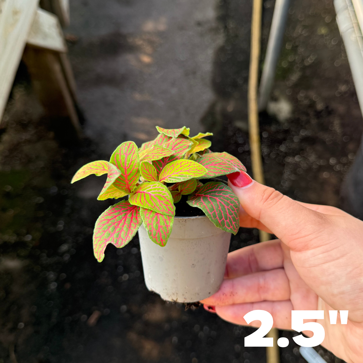 'Zalm Ruby Lime' Fittonia