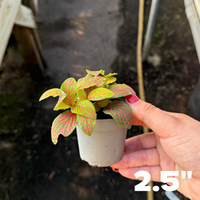 Zalm Ruby Lime' Fittonia – Fantastic Gardens