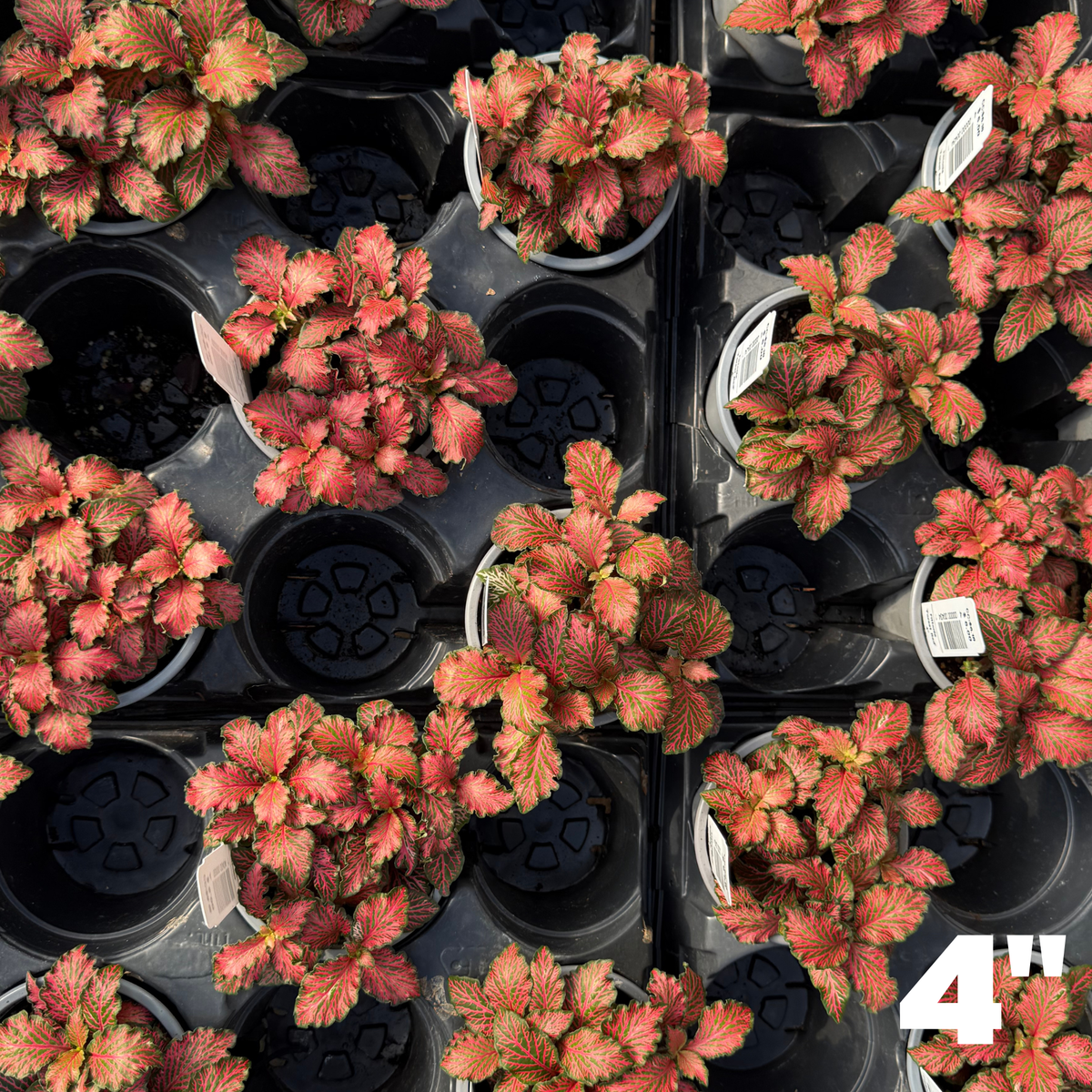 'Forest Red' Fittonia