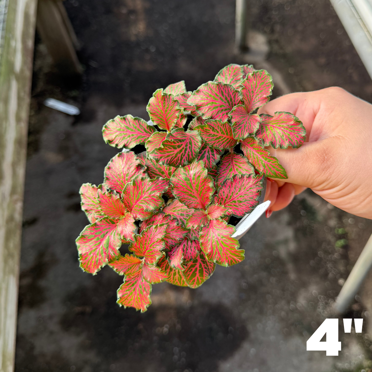 'Forest Red' Fittonia