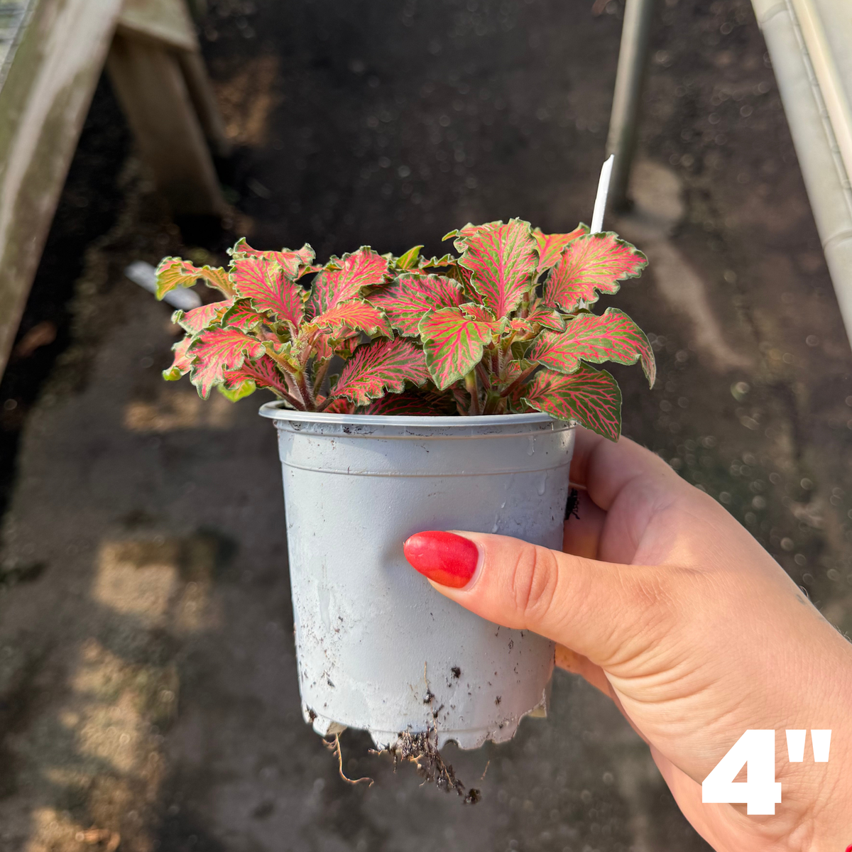 'Forest Red' Fittonia
