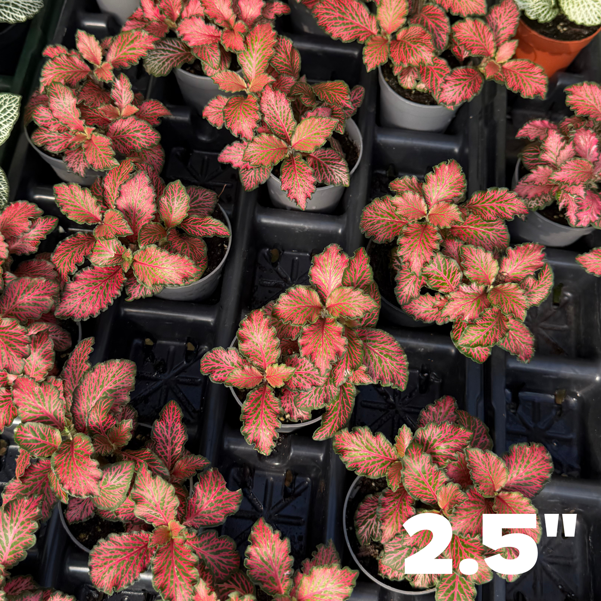 'Forest Red' Fittonia