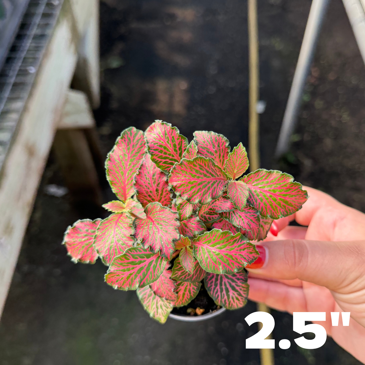 'Forest Red' Fittonia