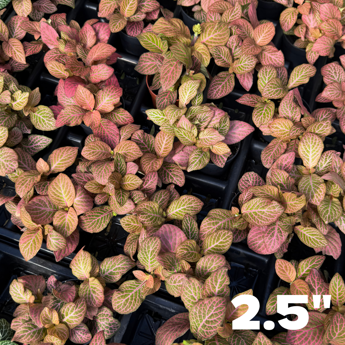 Fittonia albivenis 'Pink'