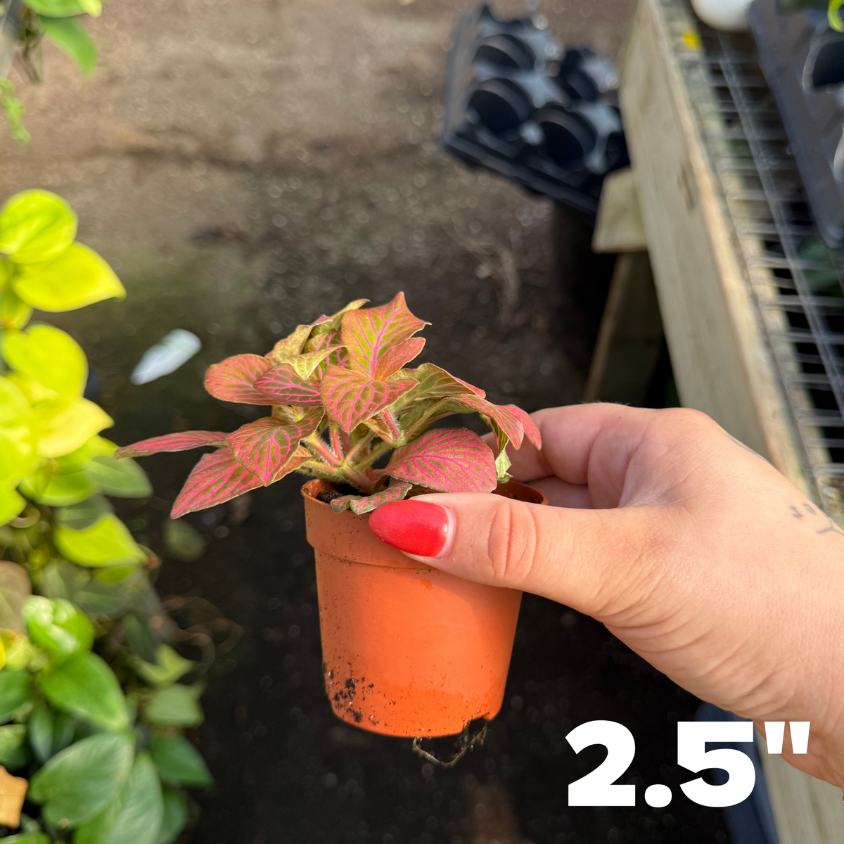 Fittonia albivenis 'Pink'