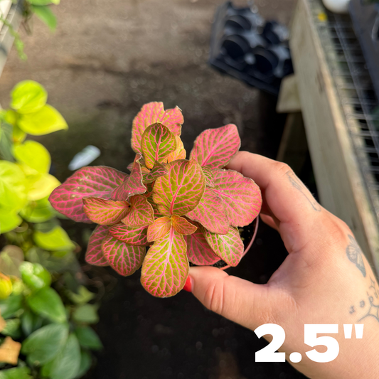 Fittonia albivenis 'Pink'