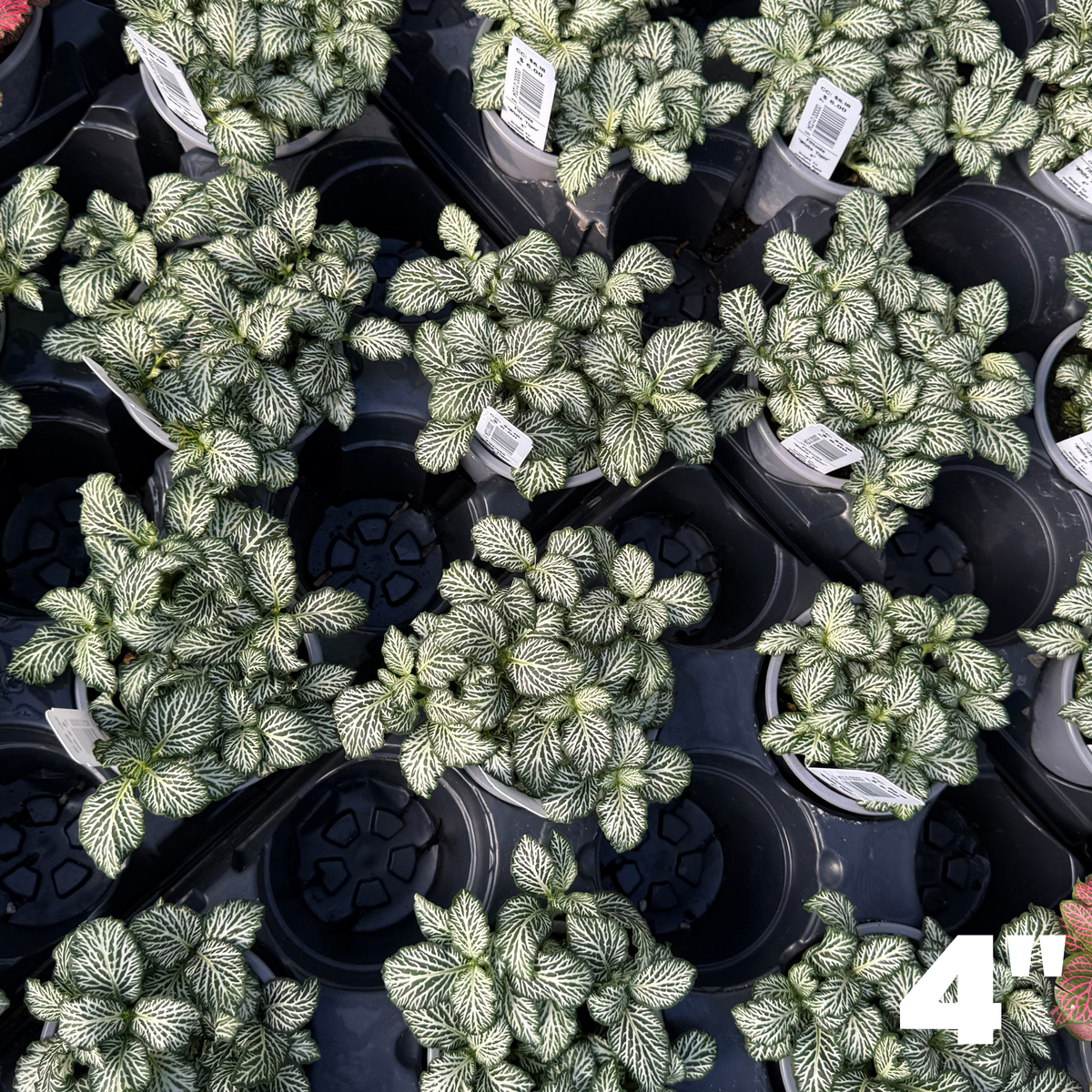 'White Tiger' Fittonia
