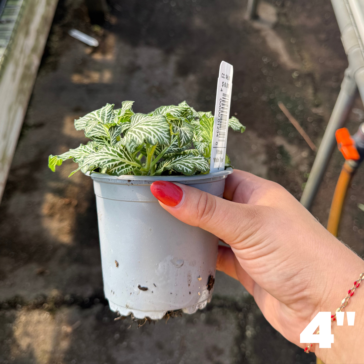 'White Tiger' Fittonia