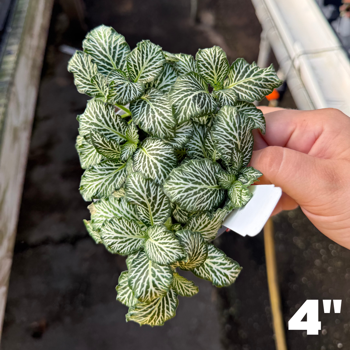 'White Tiger' Fittonia