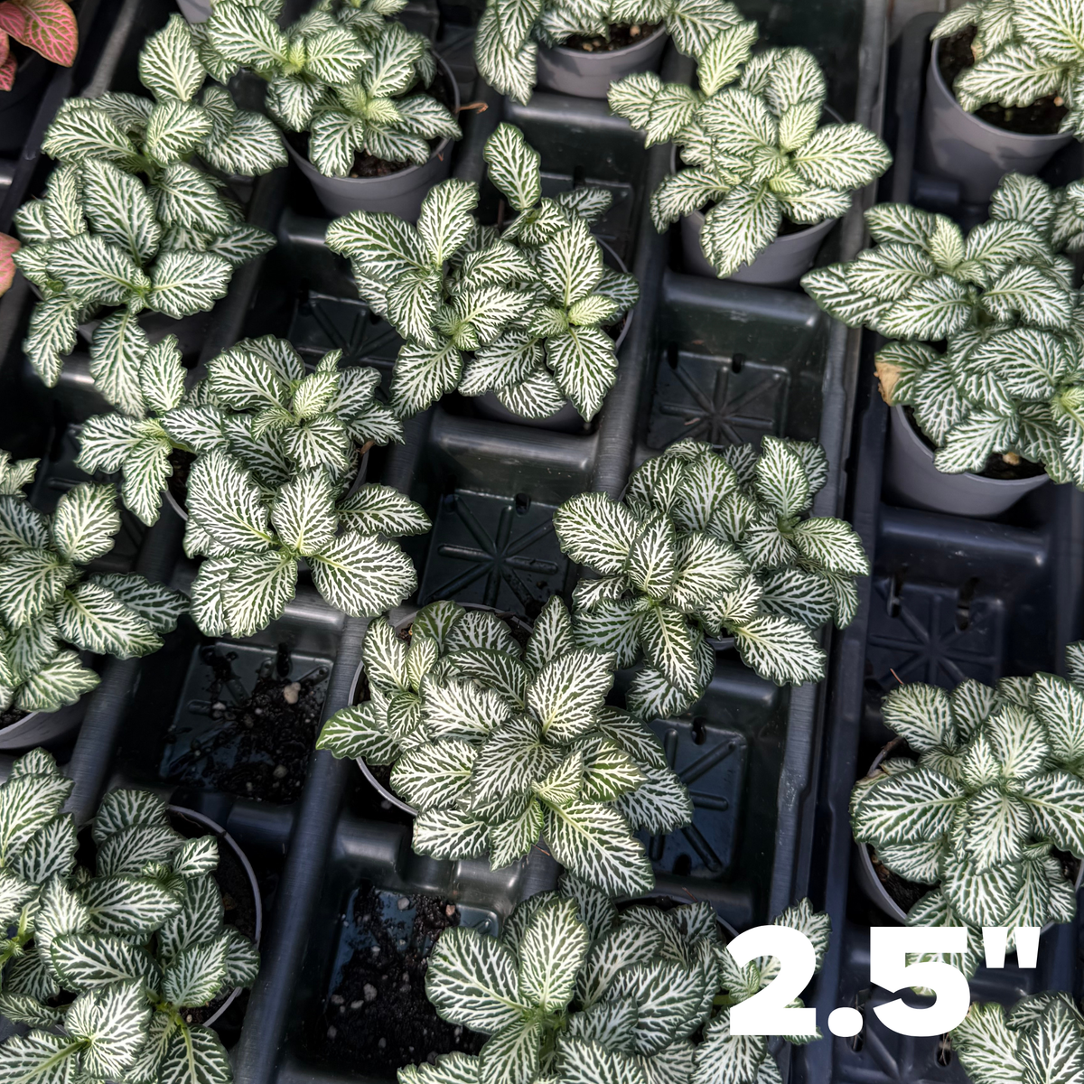 'White Tiger' Fittonia