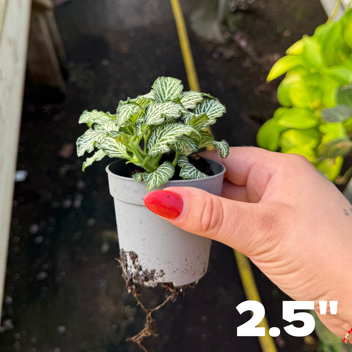 'White Tiger' Fittonia