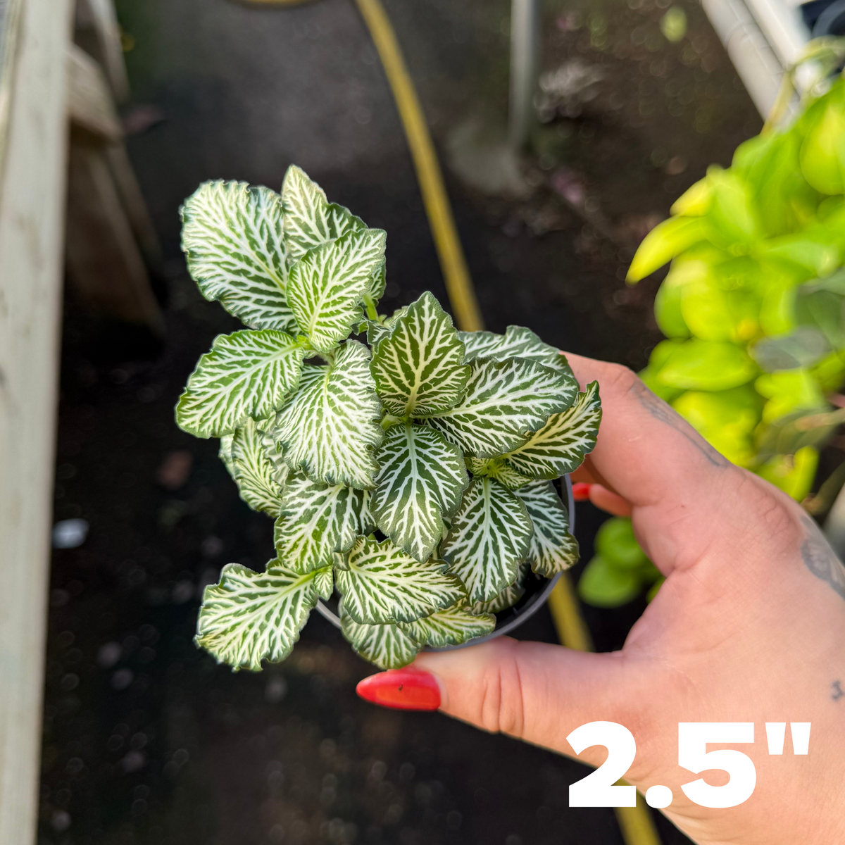 'White Tiger' Fittonia
