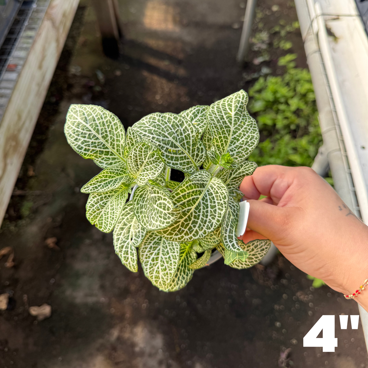 'Whisper' Fittonia