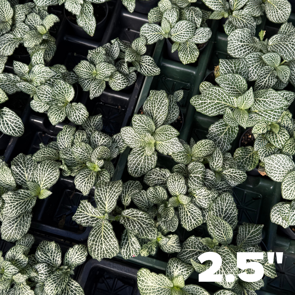 'Whisper' Fittonia