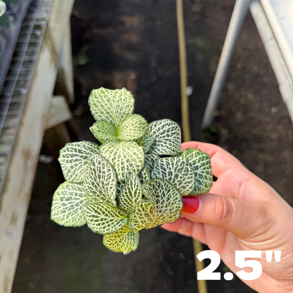 'Whisper' Fittonia