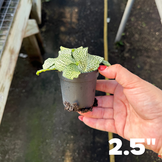 'Whisper' Fittonia