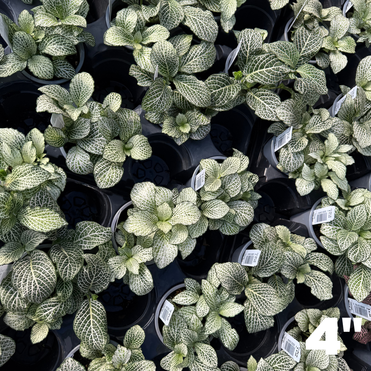 'Purple Snow Anne' Fittonia