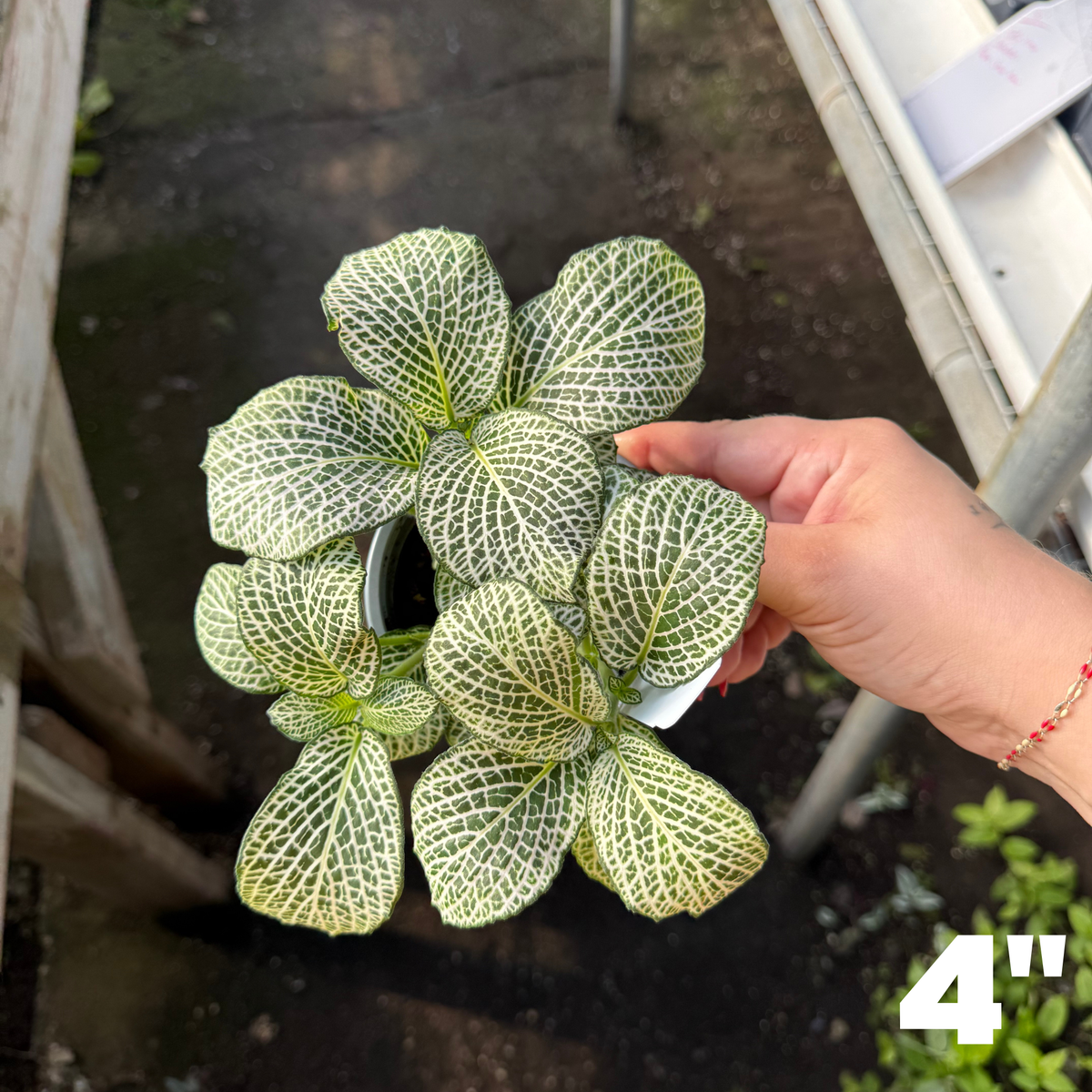 'Purple Snow Anne' Fittonia
