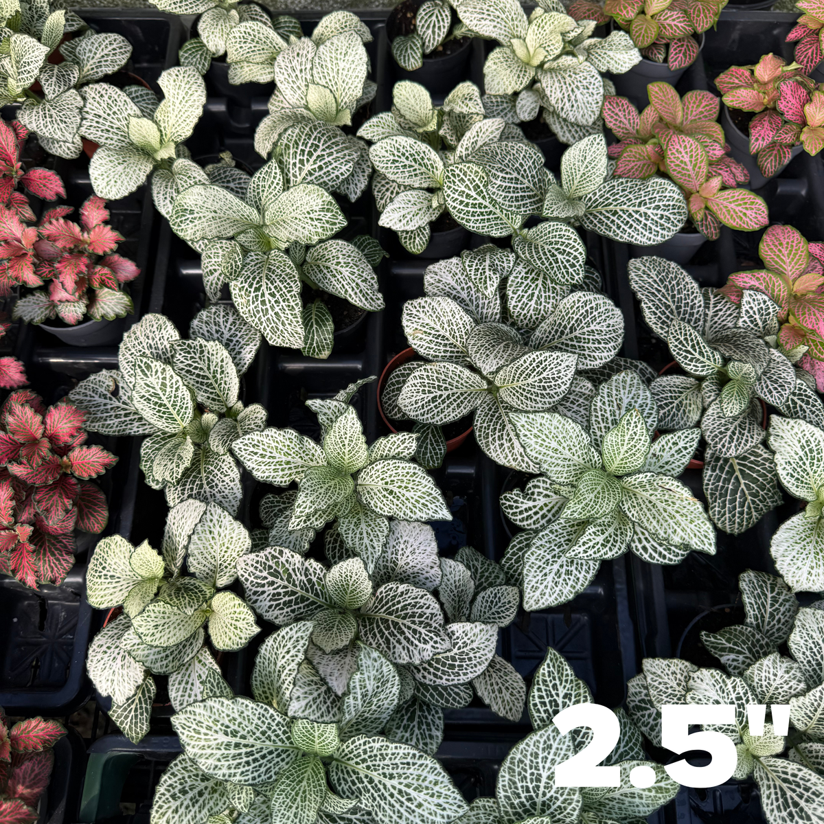 'Purple Snow Anne' Fittonia