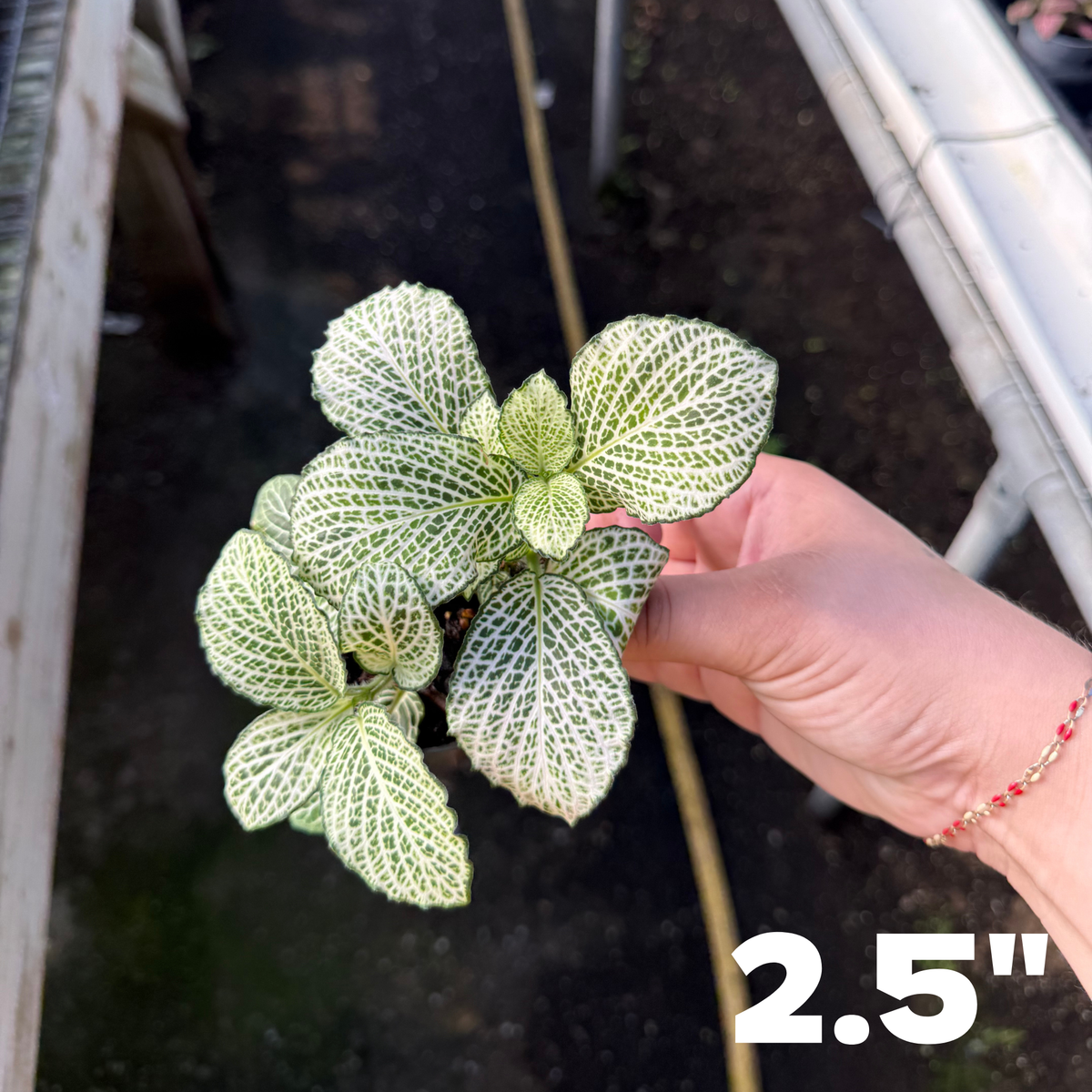 'Purple Snow Anne' Fittonia