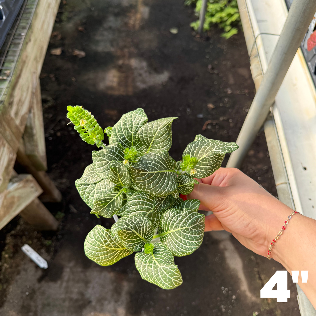 'Marble Green' Fittonia