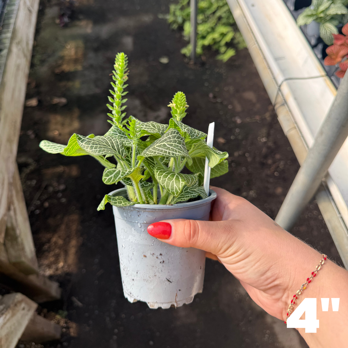 'Marble Green' Fittonia