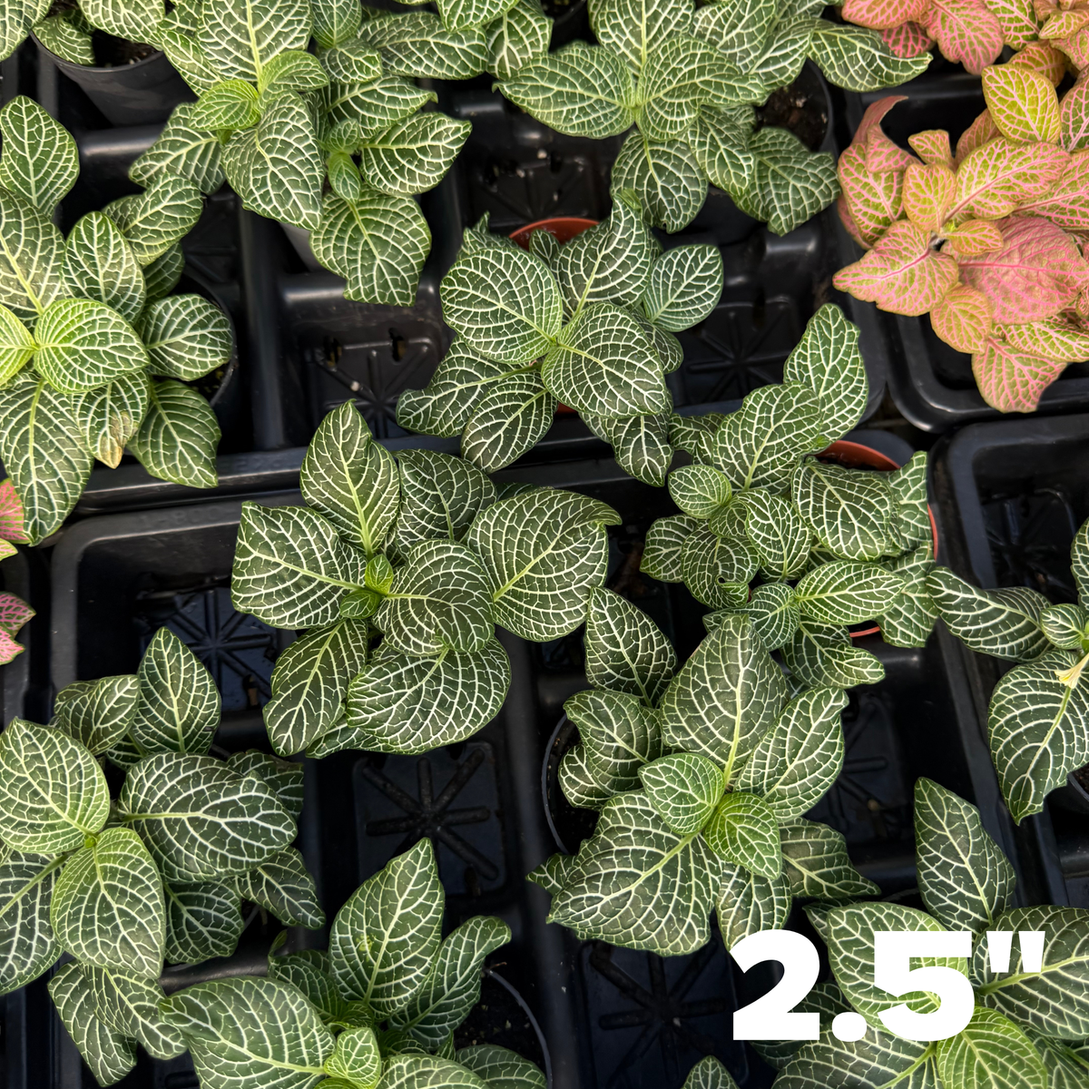 'Marble Green' Fittonia