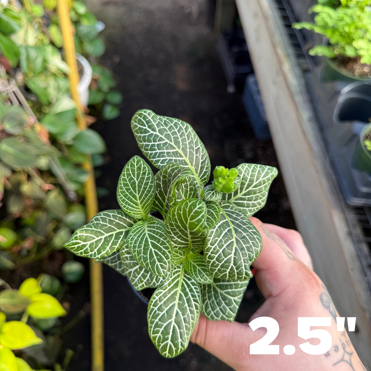 'Marble Green' Fittonia