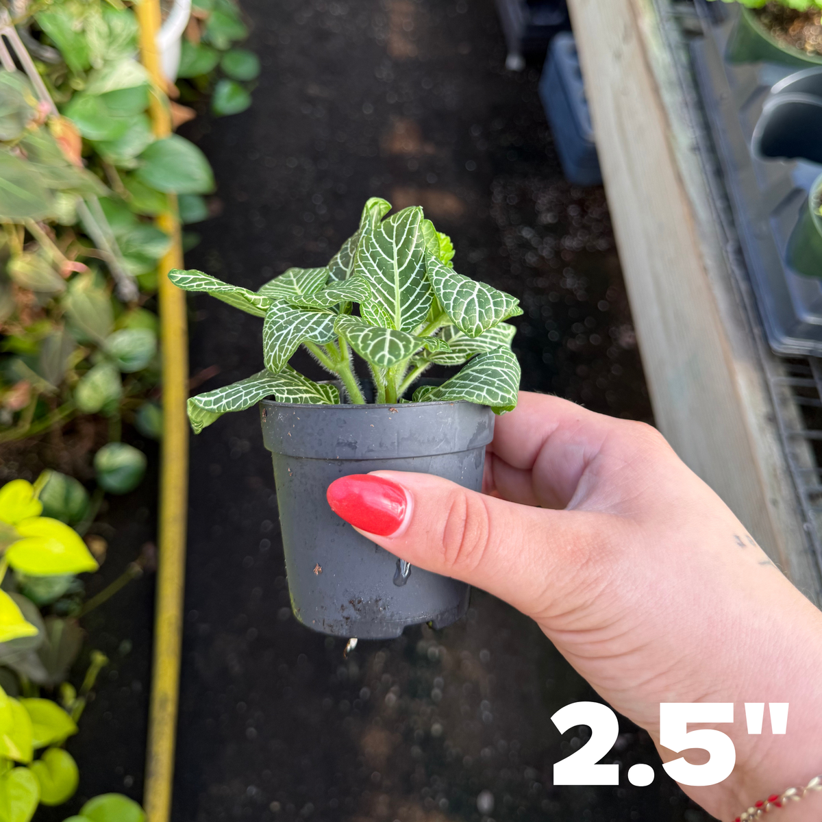 'Marble Green' Fittonia