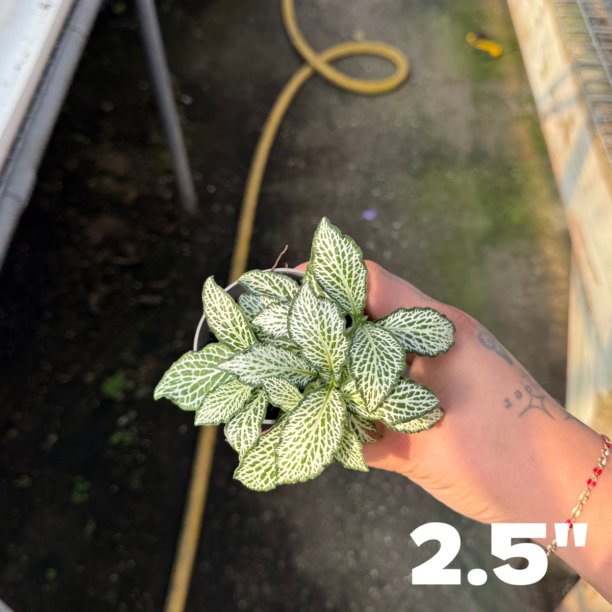 'White Anne' Fittonia